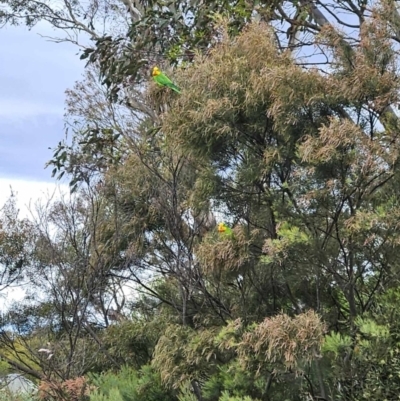 Polytelis swainsonii (Superb Parrot) at Wallaroo, NSW - 16 Oct 2023 by Paul@93