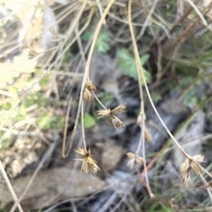 Juncus homalocaulis at Googong, NSW - 18 Oct 2023