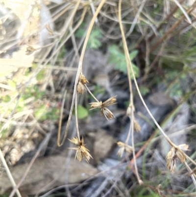 Juncus homalocaulis (A Rush) at QPRC LGA - 18 Oct 2023 by JaneR