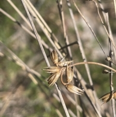 Juncus homalocaulis at Googong, NSW - 18 Oct 2023