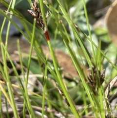 Schoenus apogon (Common Bog Sedge) at QPRC LGA - 18 Oct 2023 by JaneR