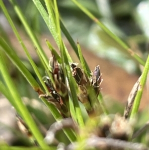 Schoenus apogon at Googong, NSW - 18 Oct 2023 02:37 PM