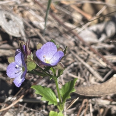 Veronica calycina (Hairy Speedwell) at Googong, NSW - 18 Oct 2023 by JaneR