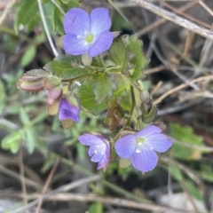 Veronica calycina at Googong, NSW - 18 Oct 2023 02:47 PM