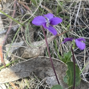 Viola betonicifolia at Googong, NSW - 18 Oct 2023
