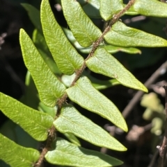 Pellaea calidirupium (Hot Rock Fern) at Burra, NSW - 18 Oct 2023 by JaneR