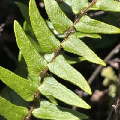 Pellaea calidirupium (Hot Rock Fern) at QPRC LGA - 18 Oct 2023 by JaneR