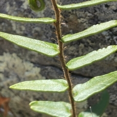Pellaea calidirupium at Burra, NSW - 18 Oct 2023
