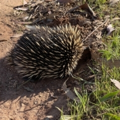 Tachyglossus aculeatus (Short-beaked Echidna) at Mount Majura - 18 Oct 2023 by Louisab