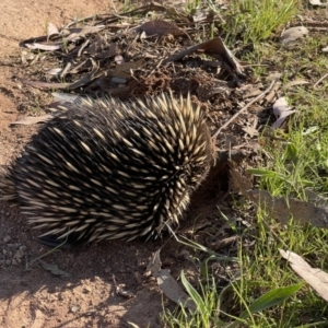 Tachyglossus aculeatus at Hackett, ACT - 18 Oct 2023 05:42 PM