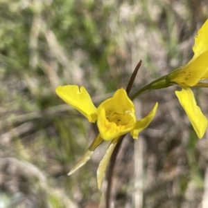 Diuris amabilis at Burra, NSW - suppressed