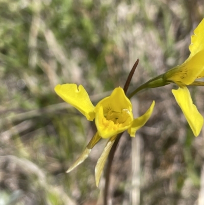 Diuris amabilis (Large Golden Moth) at Burra, NSW - 18 Oct 2023 by JaneR