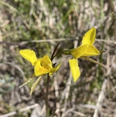 Diuris amabilis at Burra, NSW - suppressed