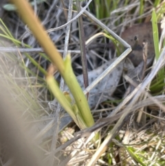 Diuris amabilis at Burra, NSW - suppressed