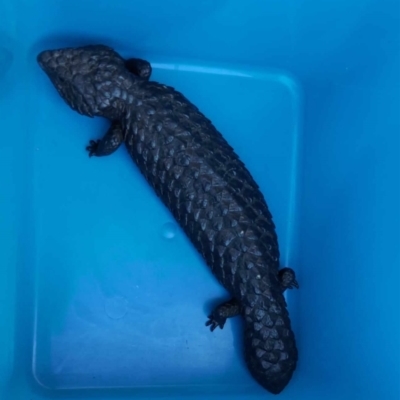 Tiliqua rugosa (Shingleback Lizard) at Downer, ACT - 17 Oct 2023 by wamjet