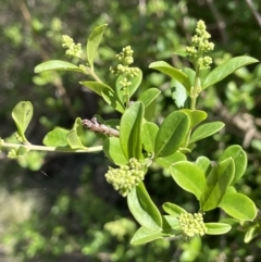 Ligustrum sinense (Narrow-leaf Privet, Chinese Privet) at QPRC LGA - 18 Oct 2023 by JaneR