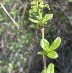 Ligustrum sinense at Burra, NSW - 18 Oct 2023 11:27 AM