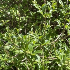 Ligustrum sinense at Burra, NSW - 18 Oct 2023 11:27 AM