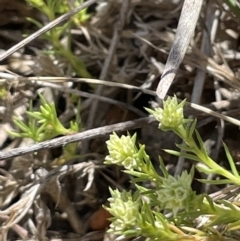 Scleranthus diander (Many-flowered Knawel) at Burra, NSW - 18 Oct 2023 by JaneR