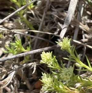 Scleranthus diander at Burra, NSW - 18 Oct 2023