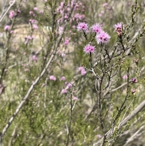 Kunzea parvifolia at Burra, NSW - 18 Oct 2023 12:36 PM