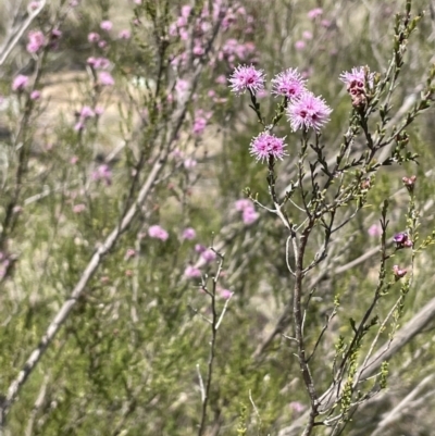 Kunzea parvifolia (Violet Kunzea) at Burra, NSW - 18 Oct 2023 by JaneR