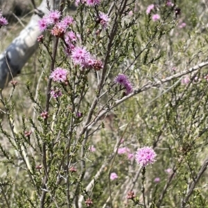 Kunzea parvifolia at Burra, NSW - 18 Oct 2023 12:36 PM