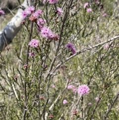 Kunzea parvifolia at Burra, NSW - 18 Oct 2023