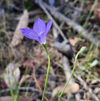Wahlenbergia stricta subsp. stricta (Tall Bluebell) at Belconnen, ACT - 18 Oct 2023 by sangio7