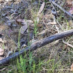 Wahlenbergia stricta subsp. stricta at Belconnen, ACT - 18 Oct 2023