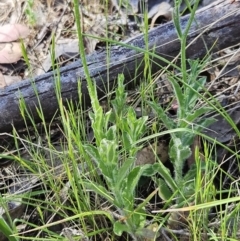 Wahlenbergia stricta subsp. stricta at Belconnen, ACT - 18 Oct 2023