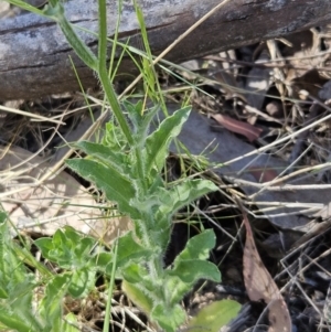 Wahlenbergia stricta subsp. stricta at Belconnen, ACT - 18 Oct 2023