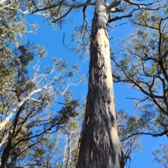 Eucalyptus globulus subsp. maidenii at Nullica State Forest - 19 Oct 2023