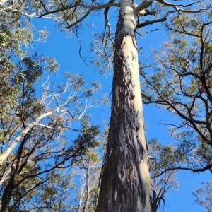 Eucalyptus globulus subsp. maidenii at Nullica State Forest - 19 Oct 2023