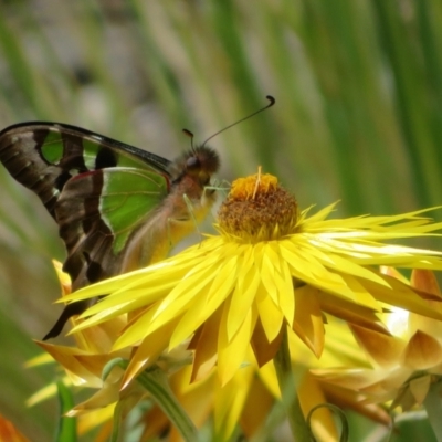 Graphium macleayanum (Macleay's Swallowtail) at Acton, ACT - 17 Oct 2023 by Christine