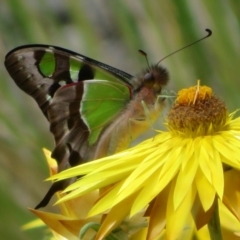 Graphium macleayanum at Acton, ACT - 17 Oct 2023