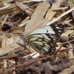 Belenois java (Caper White) at Acton, ACT - 17 Oct 2023 by Christine
