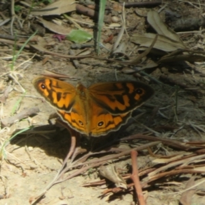 Heteronympha merope at Flynn, ACT - 18 Oct 2023