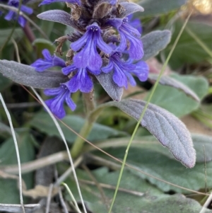 Ajuga australis at Burra, NSW - 18 Oct 2023 11:07 AM