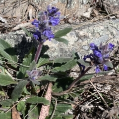 Ajuga australis at Burra, NSW - 18 Oct 2023 11:07 AM