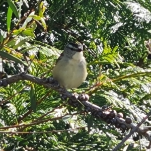 Pardalotus punctatus at Isaacs, ACT - 19 Oct 2023