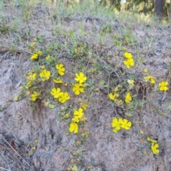 Hibbertia obtusifolia (Grey Guinea-flower) at Isaacs Ridge and Nearby - 18 Oct 2023 by Mike