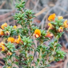 Pultenaea procumbens (Bush Pea) at Isaacs Ridge and Nearby - 18 Oct 2023 by Mike