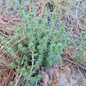 Pultenaea procumbens at Isaacs, ACT - 19 Oct 2023 09:57 AM