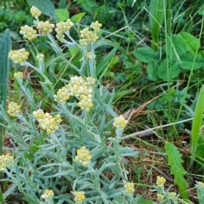 Pseudognaphalium luteoalbum (Jersey Cudweed) at Isaacs Ridge and Nearby - 18 Oct 2023 by Mike