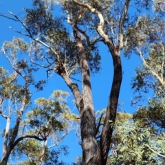 Eucalyptus sieberi (Silvertop Ash) at Nullica State Forest - 18 Oct 2023 by Steve818