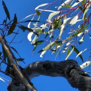 Eucalyptus sieberi at Nullica State Forest - 19 Oct 2023