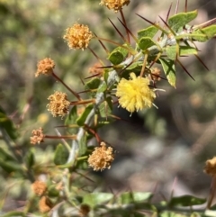 Acacia paradoxa (Kangaroo Thorn) at QPRC LGA - 18 Oct 2023 by JaneR