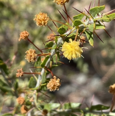 Acacia paradoxa (Kangaroo Thorn) at QPRC LGA - 18 Oct 2023 by JaneR