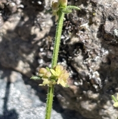 Galium gaudichaudii (Rough Bedstraw) at Burra, NSW - 18 Oct 2023 by JaneR